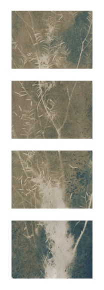 Dawn Roe  Si's Branch (Rain) from the series, "Conditions for an Unfinished Work of Mourning: Wretched Yew", 2019  Toned Cyanotype on paper  Set of 4, 5 x 7 inches each (paper size), set of 4 vertical toned cyanotypes of a yew tree branch