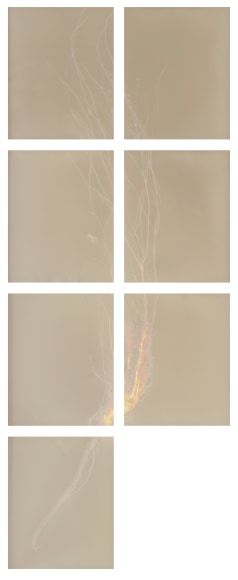 Dawn Roe  Si's Branch (Wasp #2) from the series, "Conditions for an Unfinished Work of Mourning: Wretched Yew", 2020  Gelatin silver print on fiber-based paper  Set of 7, 10 x 8 inches each (Paper Size), set of severn photograms of a yew tree branch divided up over 7 images