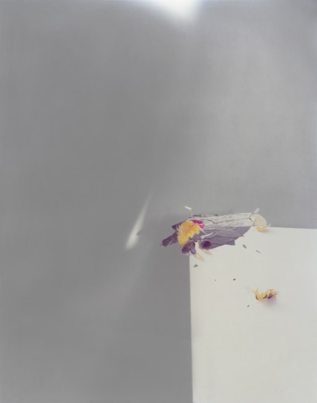 Laura Letinsky,  Untitled #51, from the series Ill Form and Void Full, 2013,  Archival Pigment Print,  50h x 39 1/4w in, Edition of 9, Photography