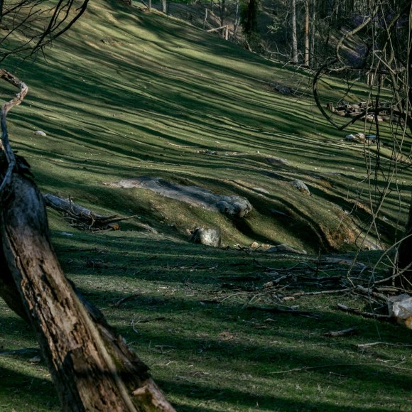 Rob Amberg (1947-)  Pasture #1, Madison County, NC, 2020  Archival Pigment Print  5h x 5w inches - A photograph of a lush rolling landscape with a tree in the foreground on the left