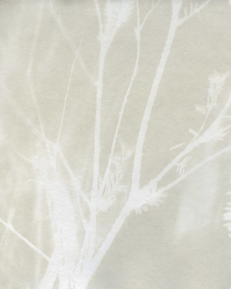 Dawn Roe  Mt. Richmond Yew (2) from the series, "Conditions for an Unfinished Work of Mourning: Wretched Yew", 2019  Cynotype on paper  10h x 8w in 25.40h x 20.32w cm, ghostly, silver and light gray image of a yew tree branch
