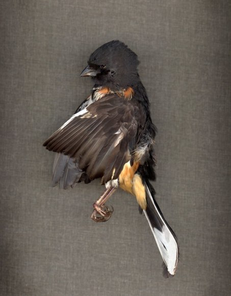 untitled (GREY), 2016  Archival pigment print mounted and waxed on Dibond  24 x 31.5 inches, Edition of 5  38.5 x 50 inches, Edition of 5  72 x 60 inches, Edition of 3