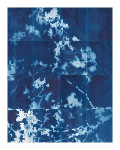 16 cynotypes making on large image of a fallen Sycamore tree