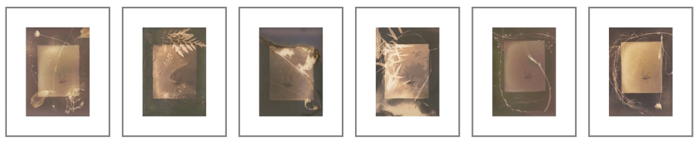 6 images are the entire series of &quot;this is a song about a witch.&quot; Golden umber colors with plant flora a a small mayfly in each print