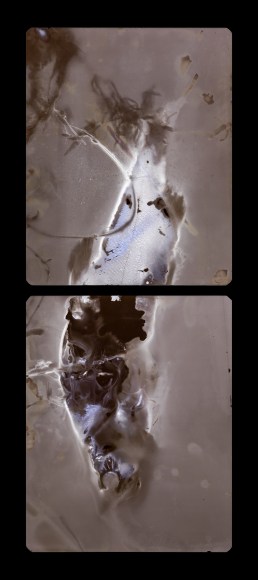 Abstracted two panel photograph of salmon