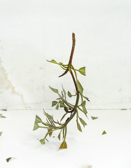 James Henkel  Trim From the Series Botanicals, 2020  20h x 16w in 50.80h x 40.64w cm  Edition 5  JHe_075 leaf vine with it's leaves mostly cut off