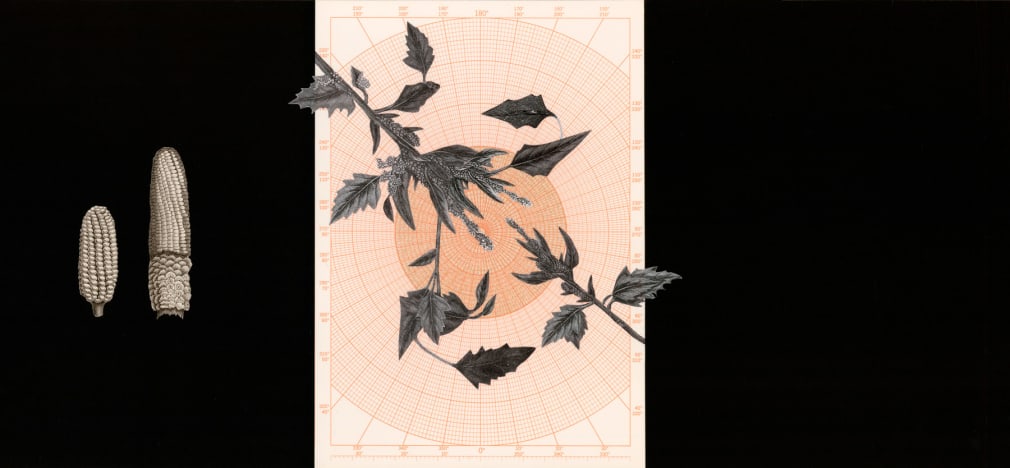 Kirsten Stolle  Lost Crops 1, 2020  Collage, glitter, ink on paper  11 x 25.5 inches  Unique, gradient orange circular grid background with collaged image of cotton plants and corn cobs on a black field