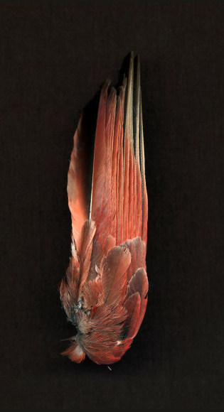 untitled (LEFT), 2012  Archival pigment print mounted and waxed on Dibond  24 x 31.5 inches, Edition of 5  38.5 x 50 inches, Edition of 5  72 x 60 inches, Edition of 3