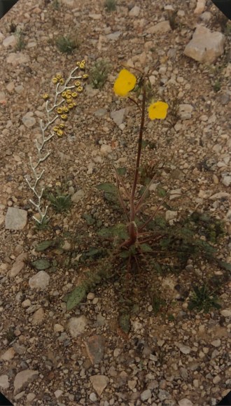 Lydia See  (Charlie, 2002), 2016  Feather stitch and French knot embroidery, family photograph  7h x 4w in  Framed: 15h x 12w in -Family photograph embroidered by french knot and feather stitched