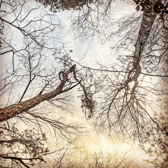 Color photograph of tree tops and bright sky