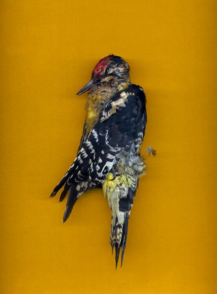 Colby Caldwell untitled (YELLOW), 2012/17 Archival inkjet print mounted on csm 48h x 35w in, Edition of 5