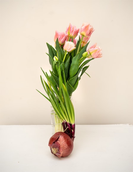 Still life on a white background with a bunch of pink tulips on a red onion
