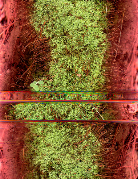 Bright colored scan of tree leaves