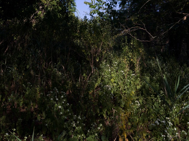 image of a lush wooded landscape with blossoming trees