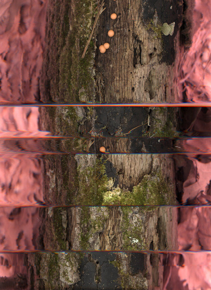 Photograph of digital scan from the forest floor