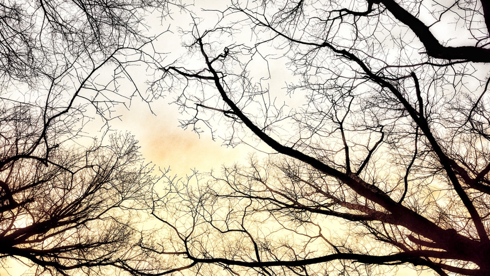 Photograph of tree tops and bight sky