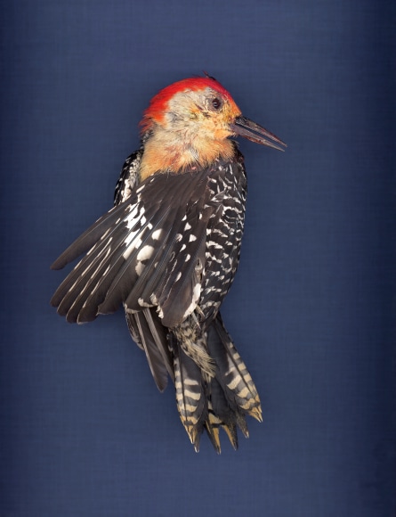 Colby Caldwell, untitled (BLUE), 2016  Archival pigment print mounted and waxed on Dibond  24 x 31.5 inches, Edition of 5  38.5 x 50 inches, Edition of 5  72 x 60 inches, Edition of 3, photographs