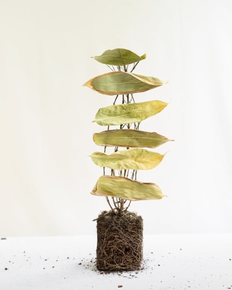 James Henkel  Stacked Leaves From the Series Botanicals, 2020  20h x 16w in 50.80h x 40.64w cm  Edition 5  JHe_074 6 leaves covering roots sticking up from the viewer