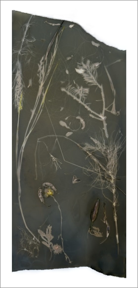 Irregular shaped paper that is a very dark green. There's flora spread throughout the composition with delicate wispy lines and a small moth.