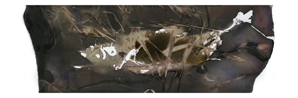 Abstracted photograph of fish