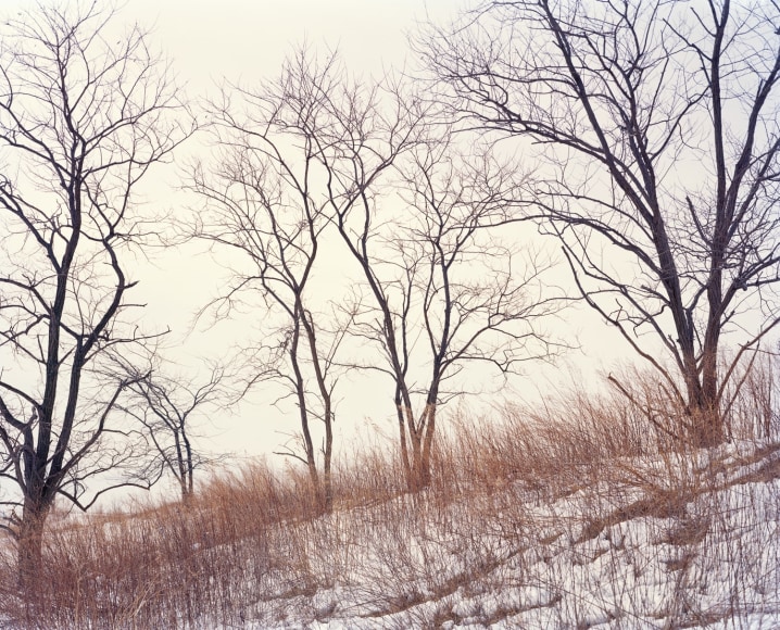 orth Mound Trees (after SM), 2019, Photograph of trees in the snow on the North mound, Freshkills, NYC