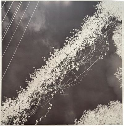 Black and white photograph with dark background. Line of weeds cuts diagonally through the dark background