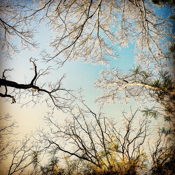 Photograph of trees and sky