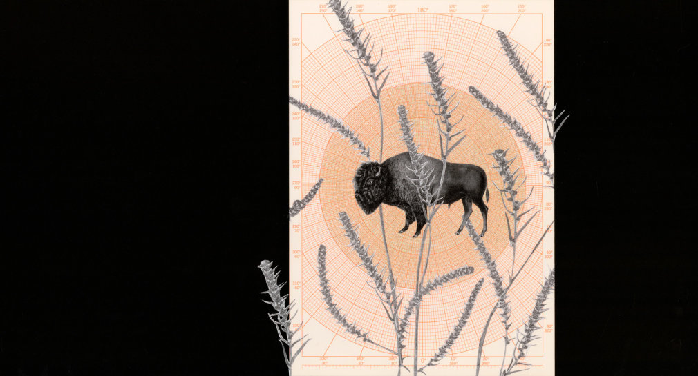 Kirsten Stolle  Lost Crops 4, 2021  Collage, glitter and ink on paper  11 x 20.25 inches  Unique, pale orange grid background, with collaged buffalo image and wheat stalks