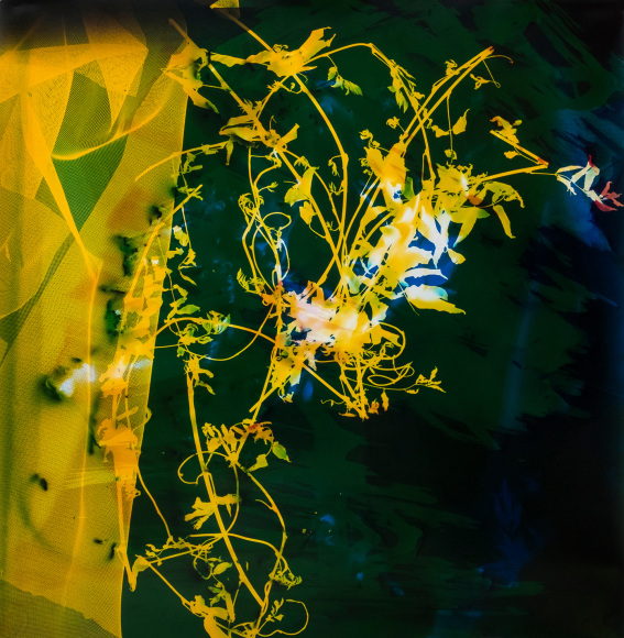 Bryan Graf  Levitating Garden 1, 2018  photogram  30h x 30 1/2w in