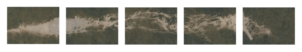 Dawn Roe  Si's Branch (Film) from the series,"Conditions for an Unfinished Work of Mourning: Wretched Yew", 2019  Toned Cyanotype on paper  Set of 5, 5 x 7 inches each (paper size), set of 5 horizontal images of a yew tree branch divided over 5 images