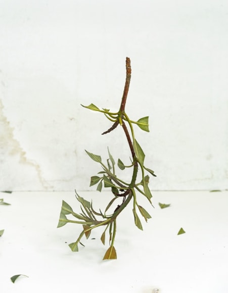 Color photograph of branch with trimmed leaves, by James Henkel