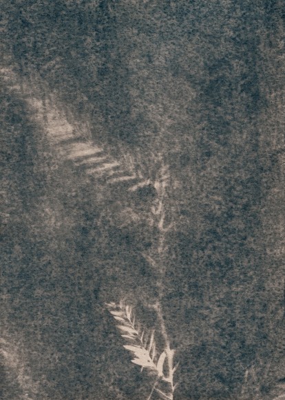 Dawn Roe  Blooming Needles and Branch 1, from the series Conditions for an Unfinished Work of Mourning: Wretched Yew, 2018  Toned Cyanotype  7h x 5w in, slightly off-blue cyanotype of pine needles and yew tree branches