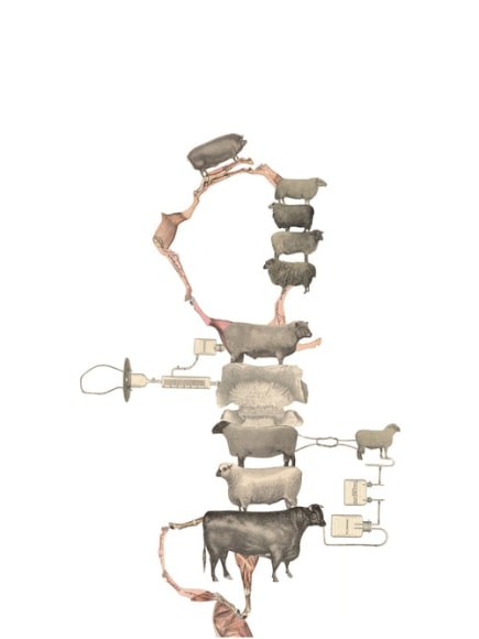 Kirsten Stolle, AP 5, from the series Animal Pharm, 2014, Collage on paper, 30h x 22w in