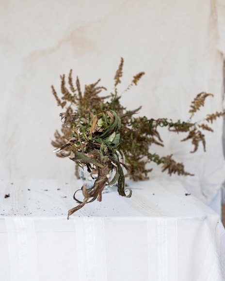Color photograph of dried plants on table, by James Henkel