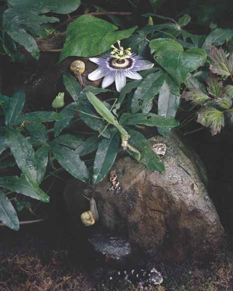 Sharon Core  Untitled #17, from the series &quot;Understory&quot;, 2017  Archival Pigment Print, photography, Asheville, contemporary art