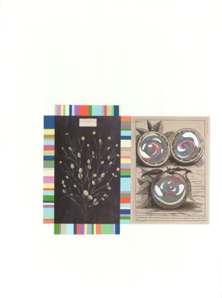 Kirsten Stolle, Sequencing Nature 6, from the series Sequencing Nature, 2013 graphite, ink pen, collage on paper, 30h x 22w in