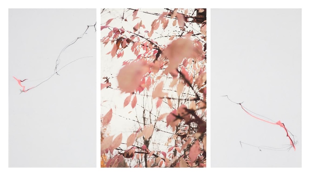 Collaged photograph by Sandi Haber Fifield