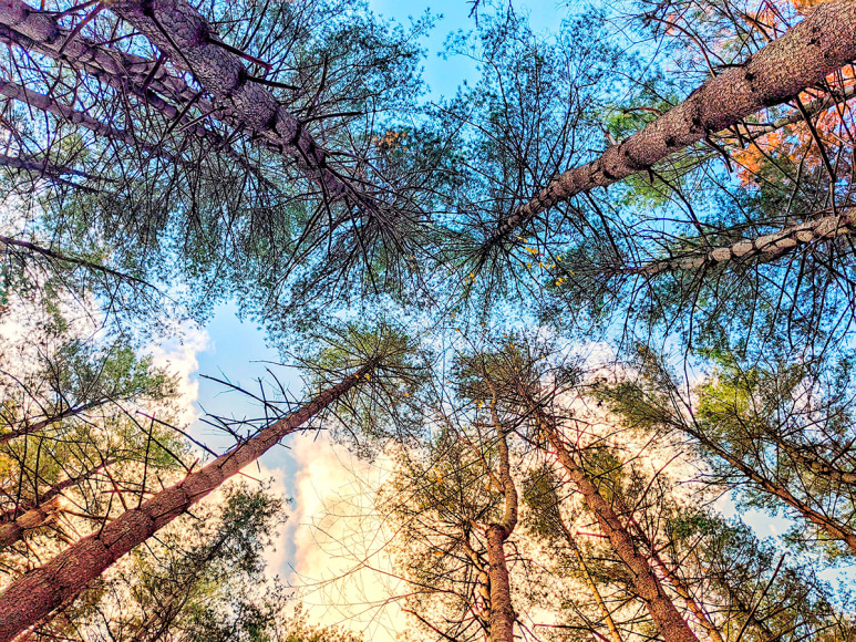 Photograph of trees and sky
