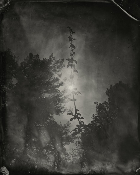 Black and white landscape photograph from tintype original