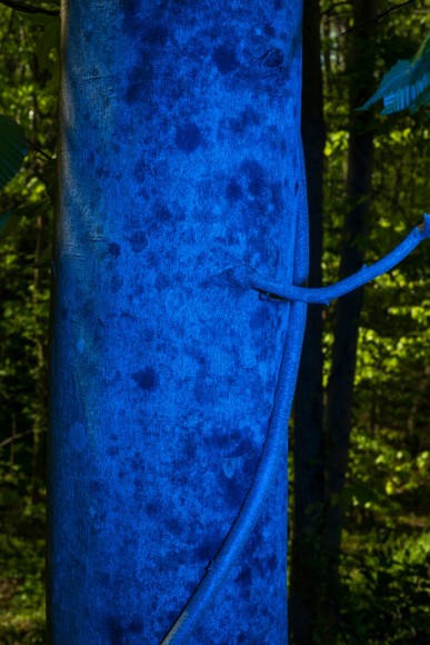 Untitled #1, 20200  Archival pigment print  24 x 16 inches  Edition of 5, Vertical image of a tree with twisting vines around the trunk, blue lights