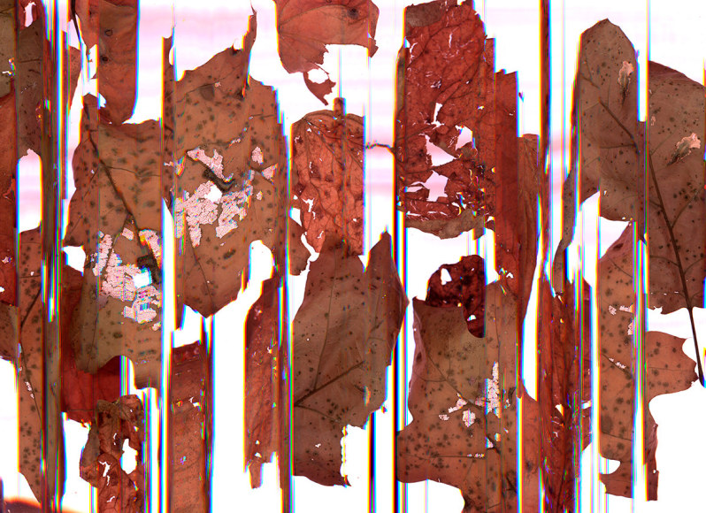 Scanned image of leaves