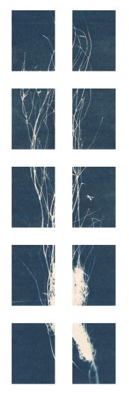Dawn Roe  Si's Branch (Wasp #1) from the series, "Conditions for an Unfinished Work of Mourning: Wretched Yew", 2019  Toned Cyanotype on paper  Set of 10, 7 x 5 inches each (paper size), set of 10 cyanotypes of Yew tree branches, deep blue and white