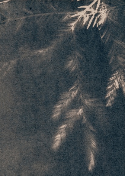 Dawn Roe  Blooming Needles and Branch 3, from the series Conditions for an Unfinished Work of Mourning: Wretched Yew, 2018  Toned Cyanotype  7h x 5w in, slightly off blue image of yew tree branches