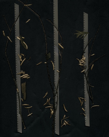 Dawn Roe  Yew Remnants on Film from the series, "Conditions for an Unfinished Work of Mourning: Wretched Yew", 2020  Piment Prints on Hahnemuhle Photo Rag Paper  10 x 8 inches (paper size), dark print of an image of yew tree leaves on top onf 35mm film