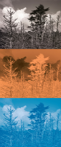 Gesche Würfel  Mt. Mitchell, NC (2), 2020-2021  Archival Pigment Print  38 2/5h x 16w in 97.54h x 40.64w cm  Edition of 5  GW_008, vertical triptych of a landscape with a tree that is sepia and cyanotype blue to illustrate insect invasions on forests