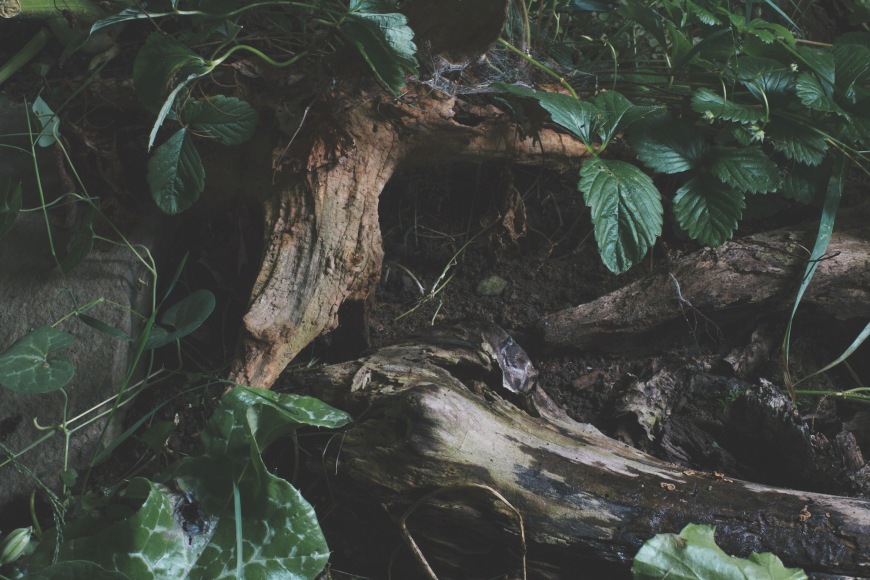 Sharon Core  Untitled #13, from the series &quot;Understory&quot;, 2015  Archival Pigment Print, photography, Asheville, contemporary art