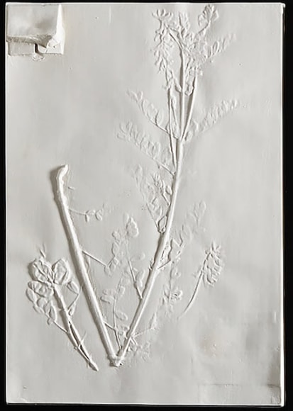 Astralagus Neglects, 2019