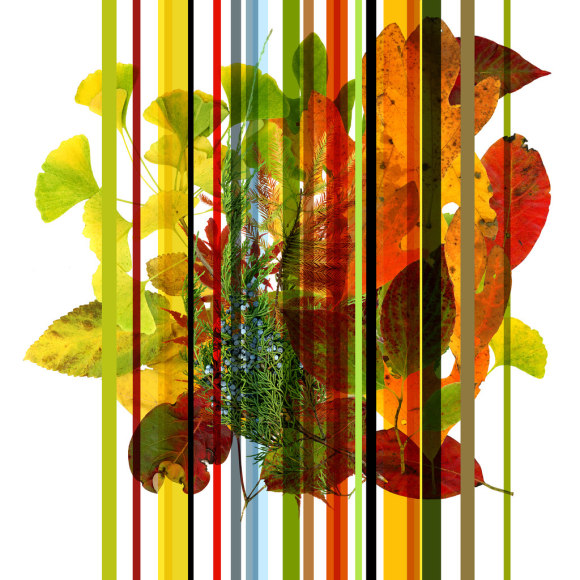 Forager Series: 18042, 11/2016, 2016