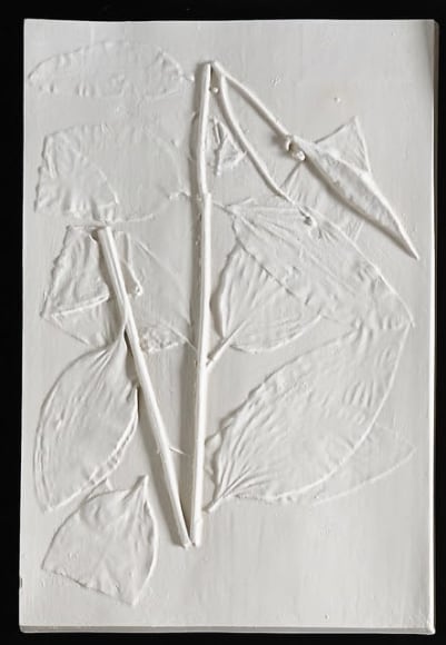 Asclepius Purpurascens
