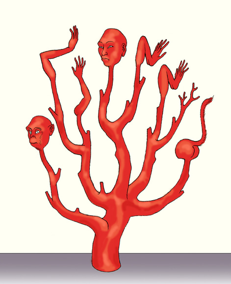 Monkey Coral Tree 猴珊瑚树, 2014